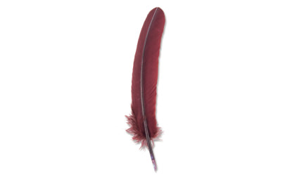 Plumes d'oie taillées 28cm