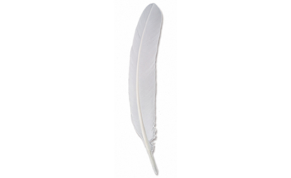 White goose feather
